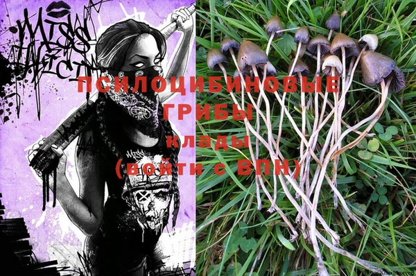 PSILOCYBIN Богородицк